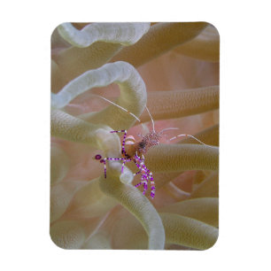 Spotted Cleaner Shrimp Magnet