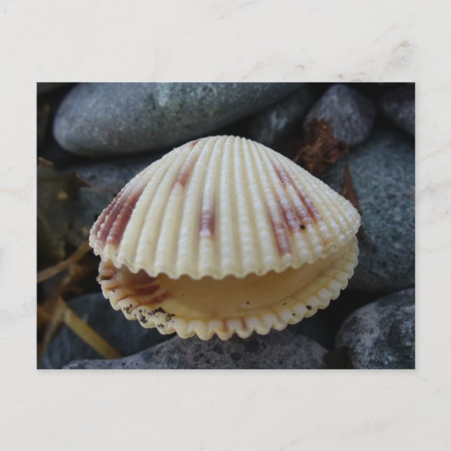 Spotted Cockle Shell, Dutch Harbour, AK Postcard (Front)