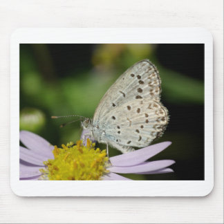 Spotted Cream Colored Butterfly Mouse Pad