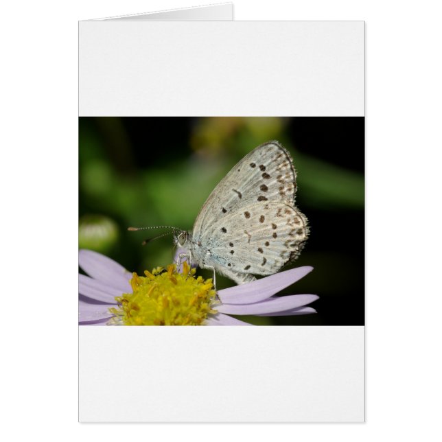 Spotted Cream Coloured Butterfly (Front)