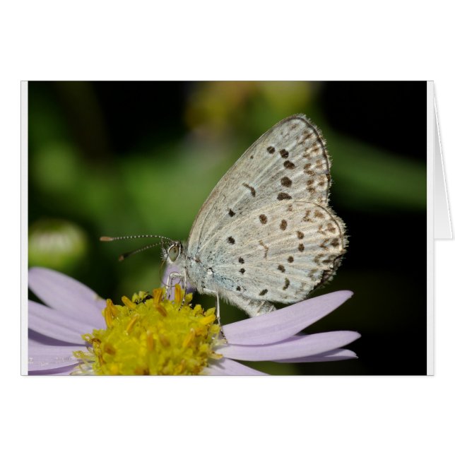 Spotted Cream Coloured Butterfly (Front Horizontal)