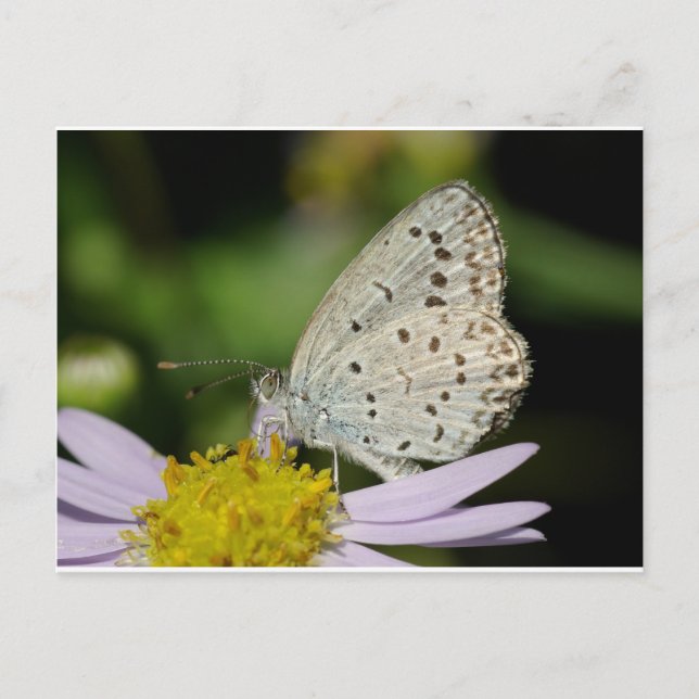 Spotted Cream Coloured Butterfly Postcard (Front)