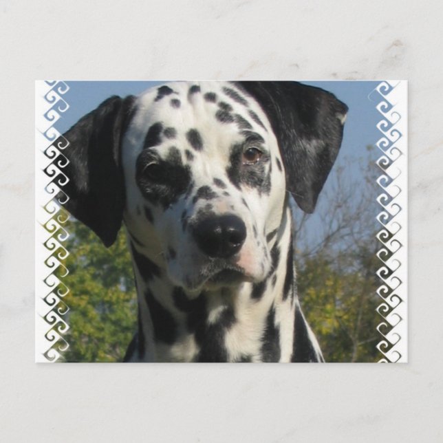 Spotted Dalmatian Postcard (Front)