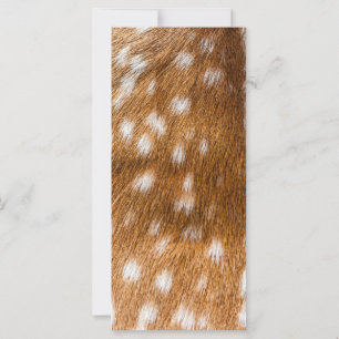 Spotted deer fur texture