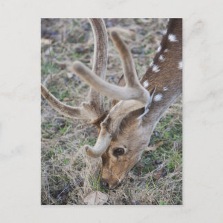 Spotted deer or chital in Indian tiger reserve Postcard