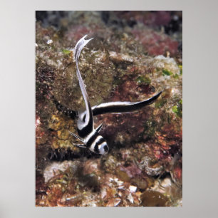 Spotted Drum Juvenile Poster