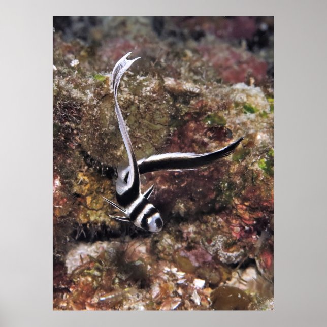 Spotted Drum Juvenile Poster (Front)