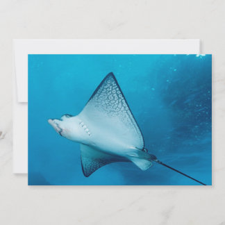 Spotted Eagle Ray