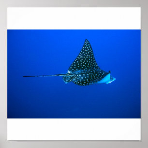 Spotted Eagle Ray, Belise 2006 Poster