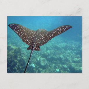 Spotted Eagle Ray Postcard