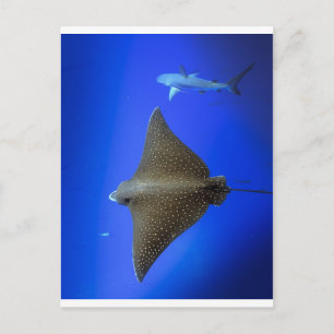 Spotted eagle ray & reef shark underwater postcard