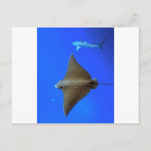 Spotted eagle ray & reef shark underwater postcard