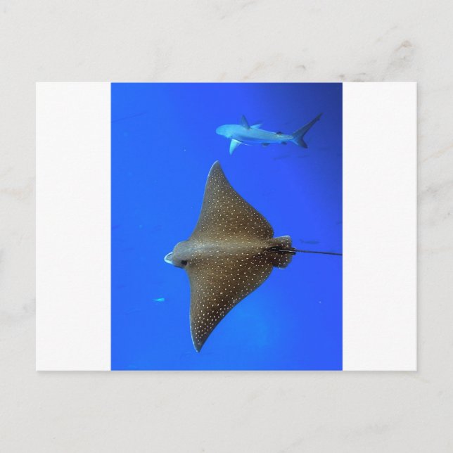 Spotted eagle ray & reef shark underwater postcard (Front)