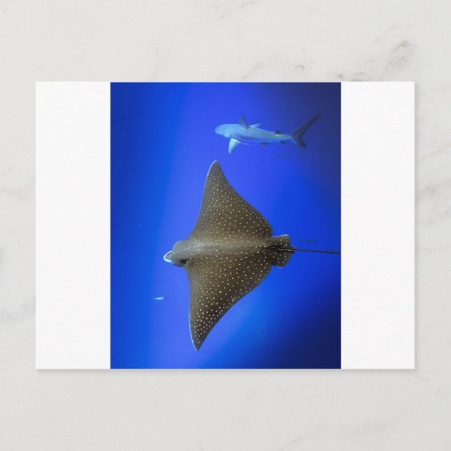 Spotted eagle ray & reef shark underwater postcard (Front)