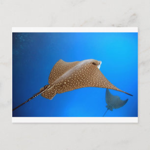 Spotted eagle ray underwater Galapagos paradise Postcard