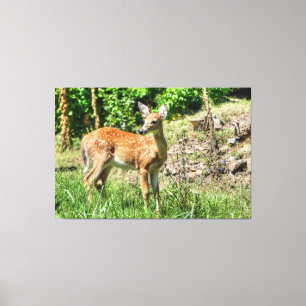 Spotted Fawn Canvas Print