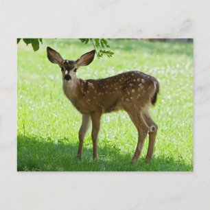 SPOTTED FAWN POSTCARD