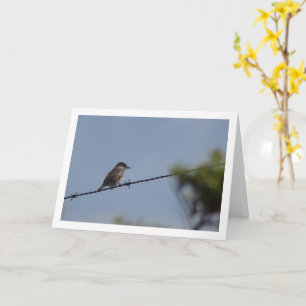 Spotted Flycatcher Bird Card