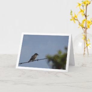 Spotted Flycatcher Bird Card