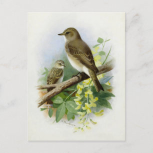 Spotted Flycatchers, Art Illustration Postcard
