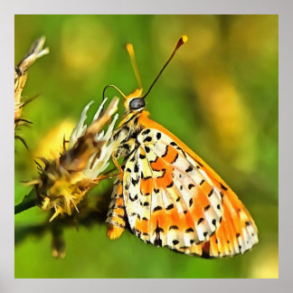 Spotted Fritillary Orange and White Butterfly Poster
