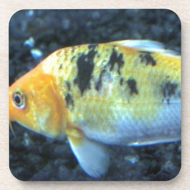 Spotted Goldfish Coaster (Front)