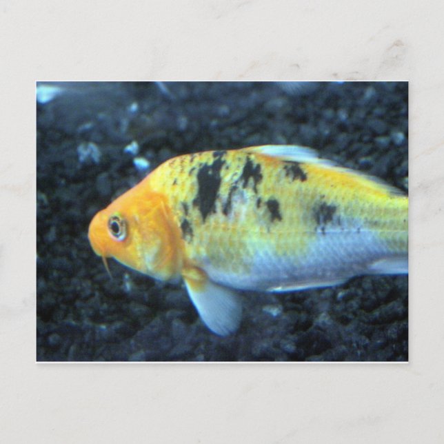 Spotted Goldfish Postcard (Front)