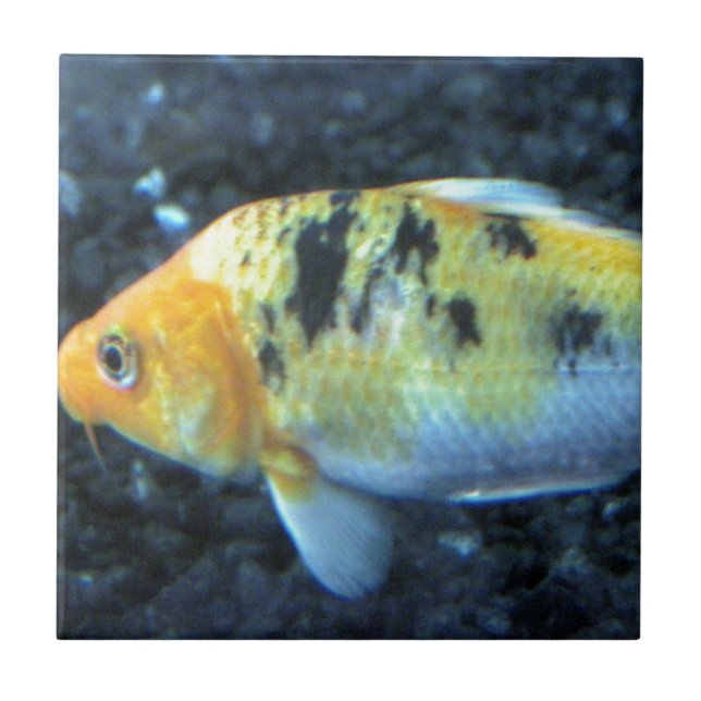 Spotted Goldfish Tile (Front)
