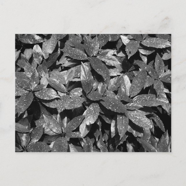 Spotted Laurel, Aucuba Japonica - (B&W) Postcard (Front)