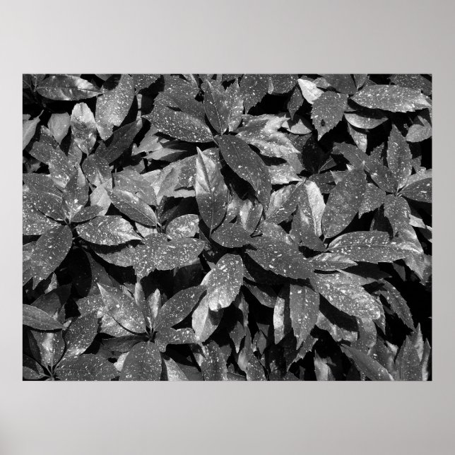 Spotted Laurel, Aucuba Japonica - B/W Poster (Front)