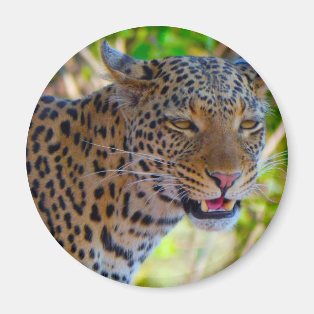 Spotted Leopard Magnet (Front)