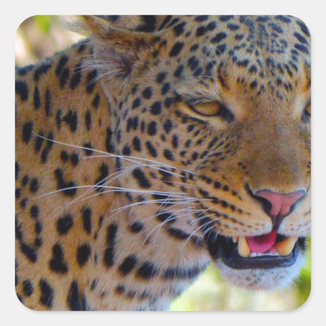 Spotted Leopard Square Sticker (Front)