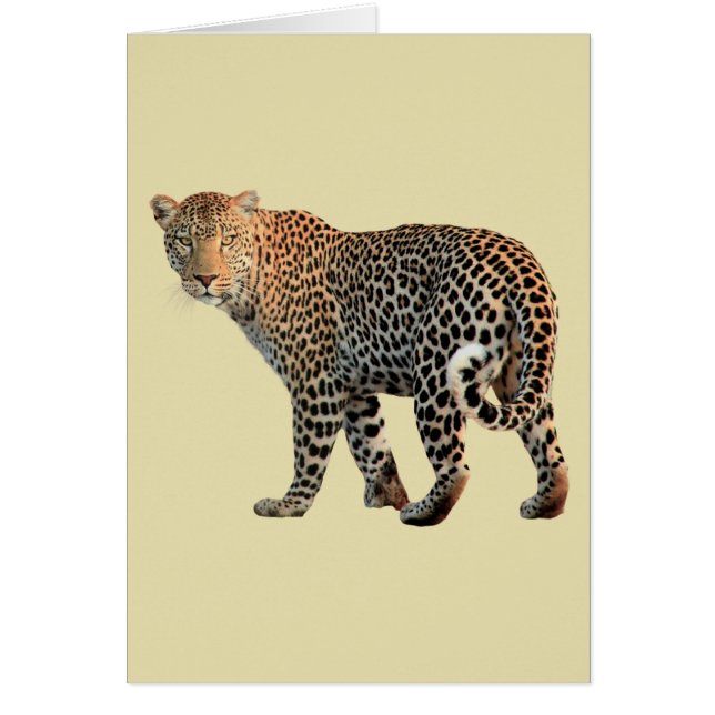 Spotted Leopard Wild Cat Photograph (Front)