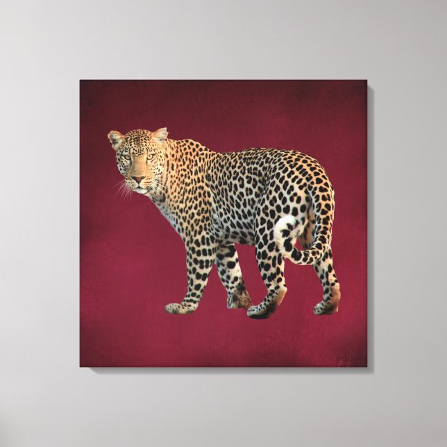 Spotted Leopard Wild Cat Photograph Canvas Print (Front)