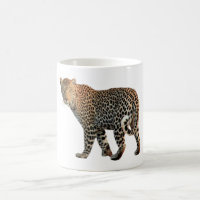 Spotted Leopard Wild Cat Photograph