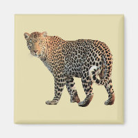 Spotted Leopard Wild Cat Photograph