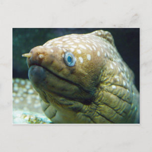 Spotted Moray Eel Postcard