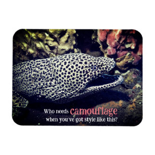 Spotted moray eel underwater magnet
