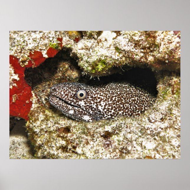 Spotted Moray in the Hole Poster (Front)