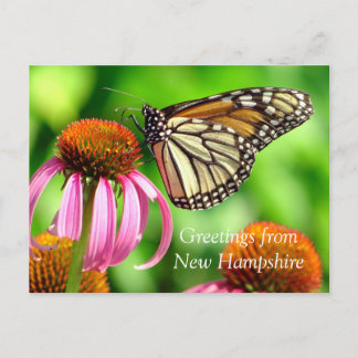 Spotted Orange Butterfly_Greetings from NH Postcard