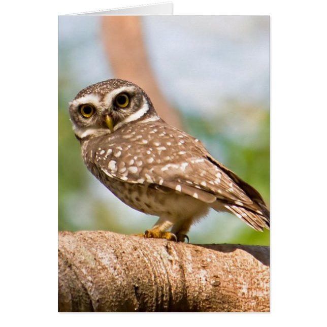 Spotted owl on morning flight. (Front)