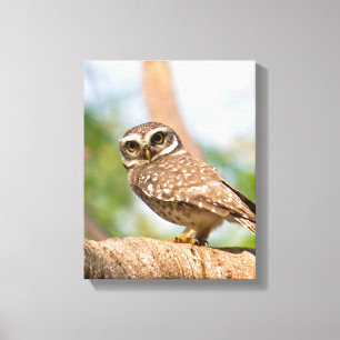 Spotted owl on morning flight. canvas print