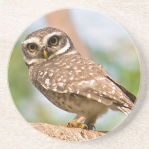 Spotted owl on morning flight. coaster