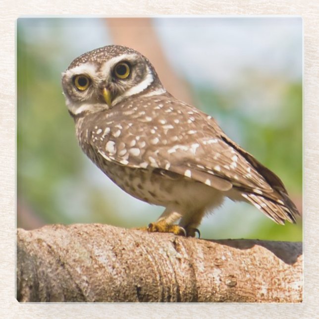 Spotted owl on morning flight. glass coaster (Front)