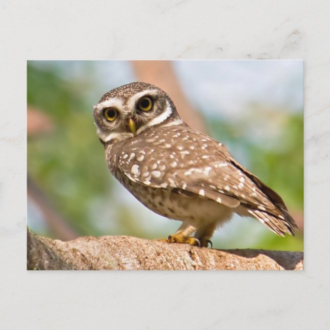 Spotted owl on morning flight. postcard (Front)