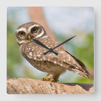 Spotted owl on morning flight.