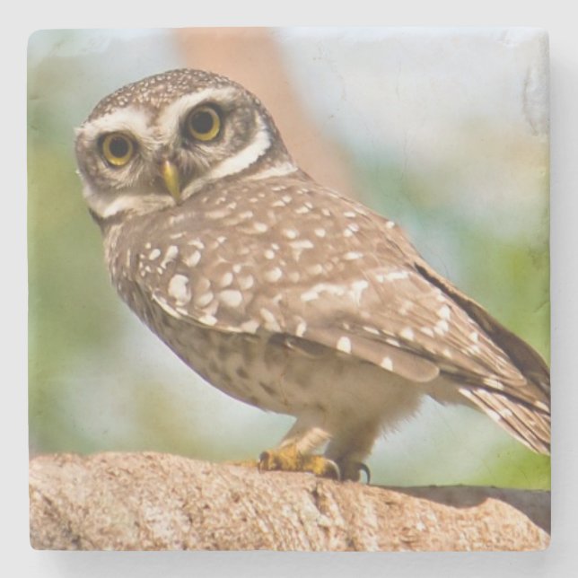 Spotted owl on morning flight. stone coaster (Front)