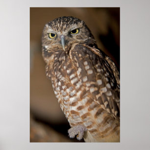 Spotted Owl Poster