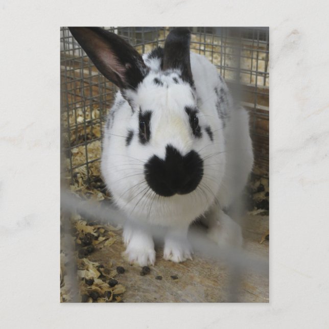 Spotted Rabbit Postcard (Front)