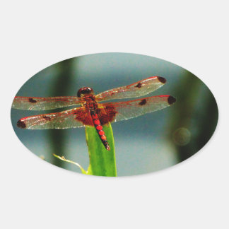 Spotted  Red and Black Dragonfly Oval Sticker